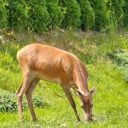 Domek Pod Holica 2 Bieszczady ウストシキ・ドルネ エクステリア 写真